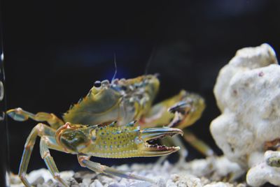 Close-up of crab in sea