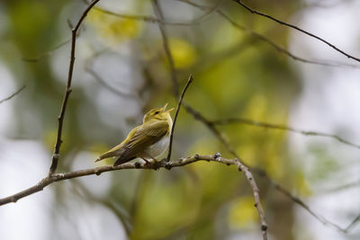 Low angle view of bird perching on branch