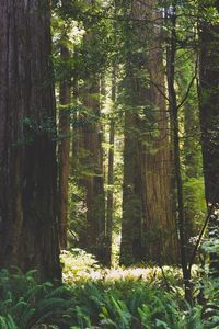 View of trees in forest