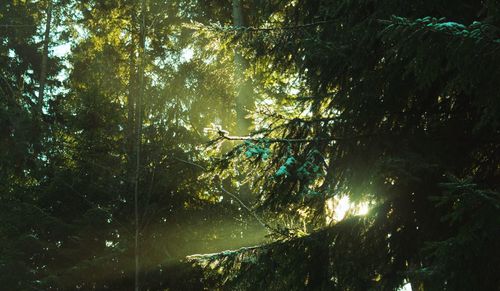 Low angle view of trees in forest