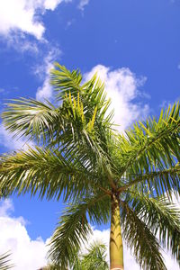 Low angle view of palm tree against blue sky