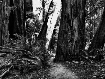 Trees in forest