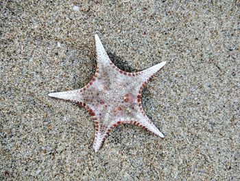 High angle view of starfish on beach