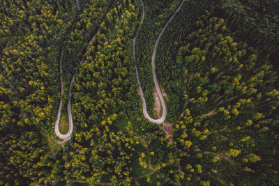 High angle view of snake