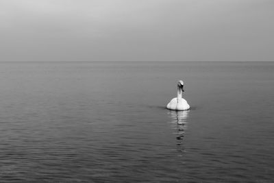 Bird flying over sea against sky