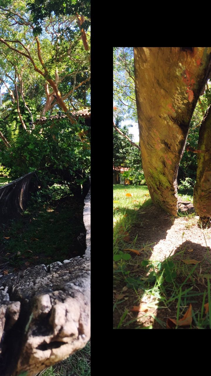 tree, nature, no people, day, sunlight, shadow, outdoors, scenics, tranquility, close-up, beauty in nature, water, sky