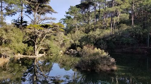 Reflection of trees in lake against sky