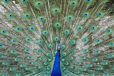 Full frame shot of peacock