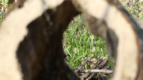 Close-up of tree trunk on field