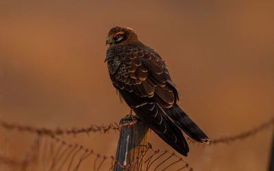 Close-up of bird perching on wooden post