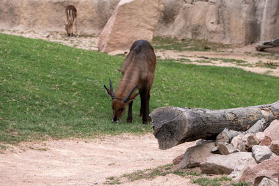 Elephant standing on rock