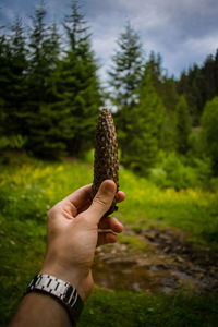 Close-up of hand holding fir cone  against trees in a forest