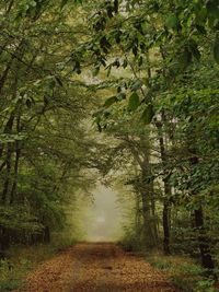 Plants growing on dirt road amidst trees in forest