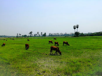 Horses grazing in a field