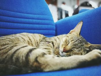 Close-up of cat sleeping on sofa