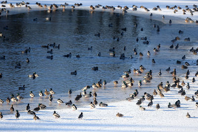 High angle view of birds on frozen water