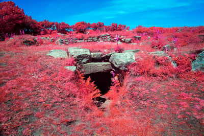 Pink flowers on land against sky