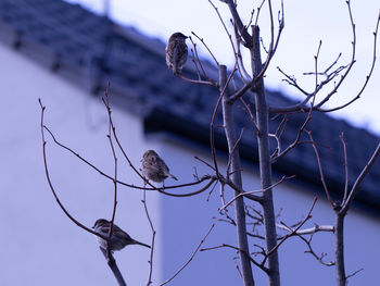 Low angle view of bird perching on branch