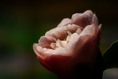 Close-up of rose flower against black background