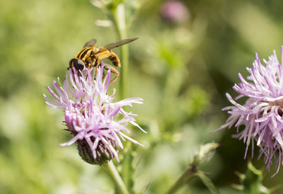 Close-up of honey bee on thistle flower