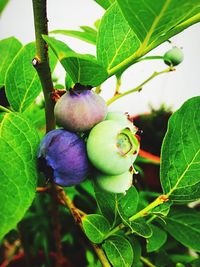 Close-up of fruits growing on tree