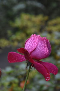 Close-up of pink flower