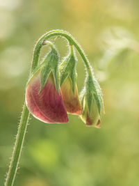 Close-up of flower bud growing outdoors