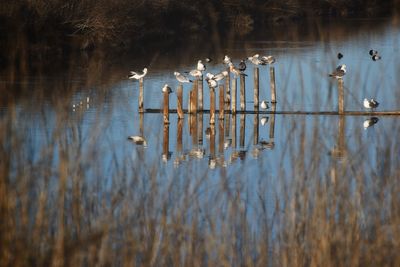 Birds in lake