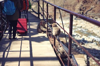 Monkey on bridge by people at yellowstone national park on sunny day