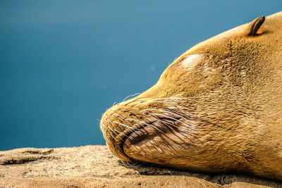 Close-up of sea lion on rock against blue sky