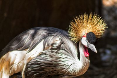 Close-up of pelican against blurred background