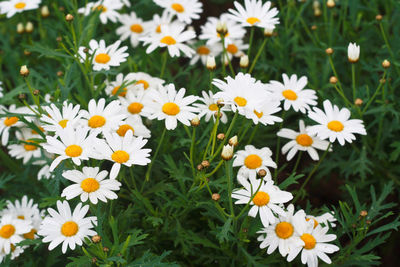 High angle view of white daisy flowers on field