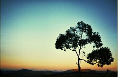 Silhouette of trees at sunset