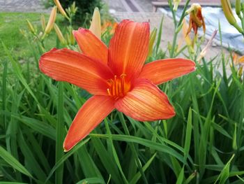 Close-up of red flower blooming in field