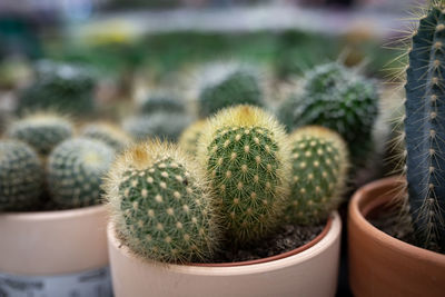 Close-up of cactus plant in pot