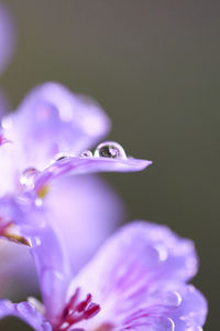 Close-up of water drops on purple crocus flower