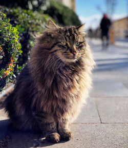 Nobility of the cat