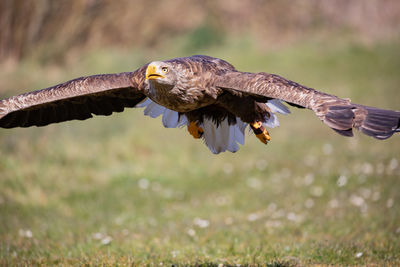 Close-up of bird flying over a field