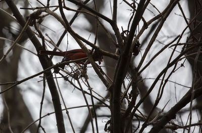 Low angle view of bird perching on branch