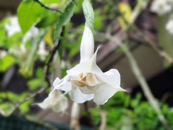 Close-up of white flower blooming outdoors