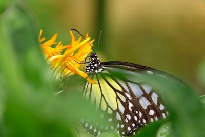 Close-up of butterfly pollinating on flower