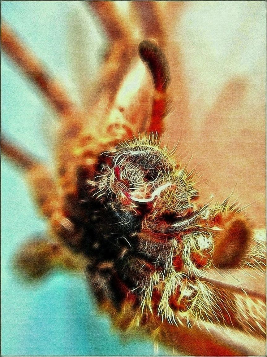 indoors, transfer print, auto post production filter, close-up, selective focus, nature, fragility, no people, focus on foreground, flower, high angle view, animal themes, plant, spiked, spider, insect, growth, day, detail, one animal