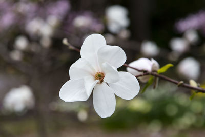 Horizontal closeup of blooming white magnolia flower with soft focus floral background in spring