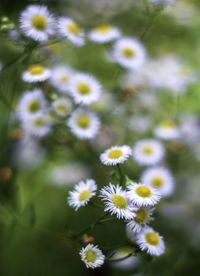 Close-up of white daisy flowers