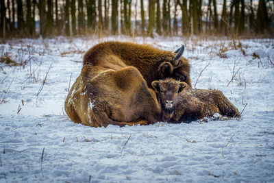Wisent on a sunny day in the snow