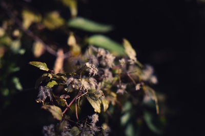 Close-up of wilted plant on field