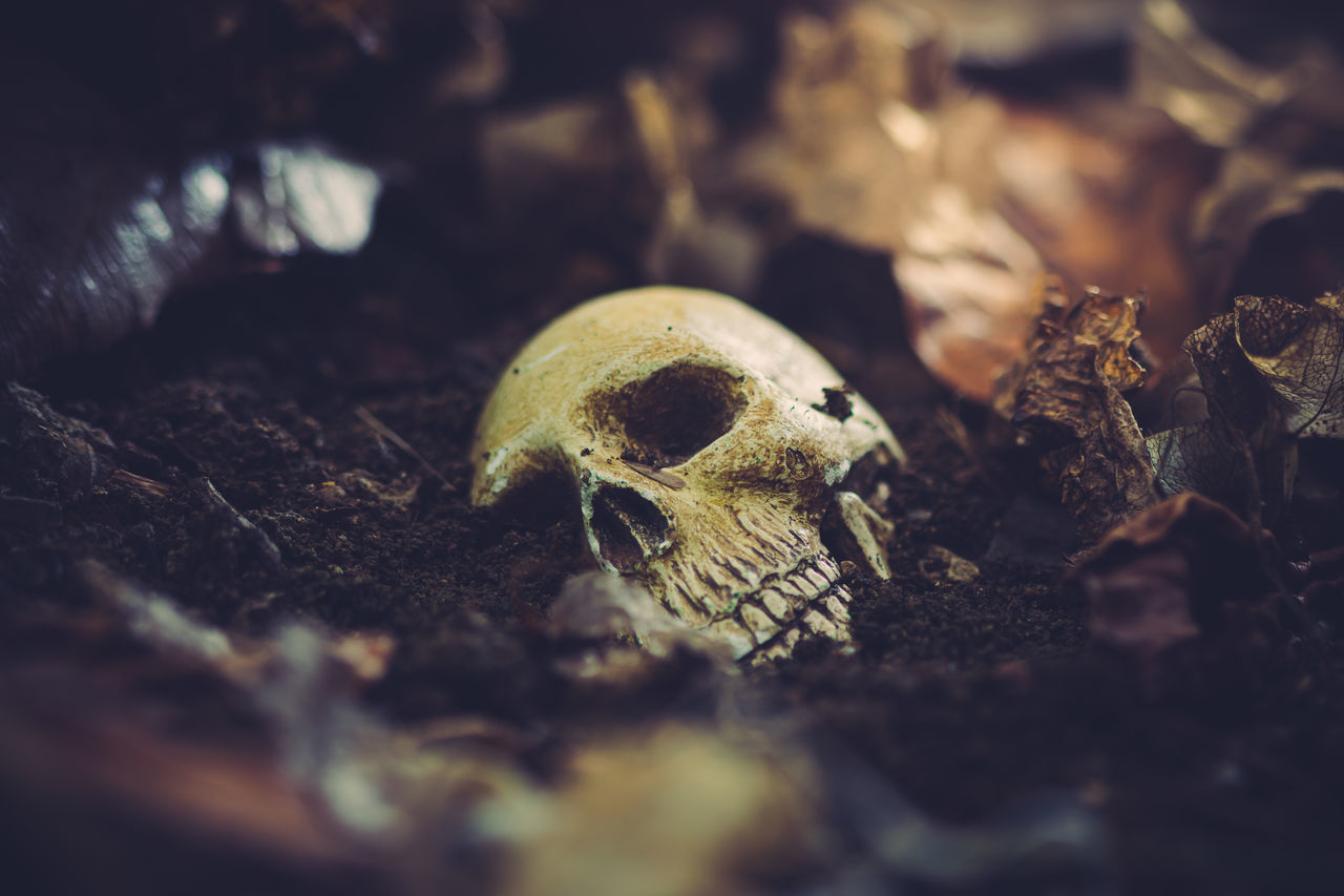 CLOSE-UP OF HUMAN SKULL ON GROUND