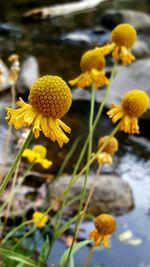 Close-up of yellow flowers