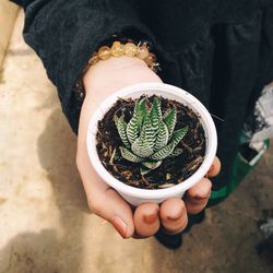 Midsection of person holding potted plant