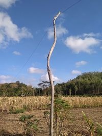 Plants growing on field against sky